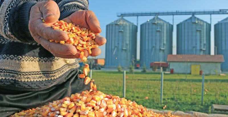 corn processing case study image