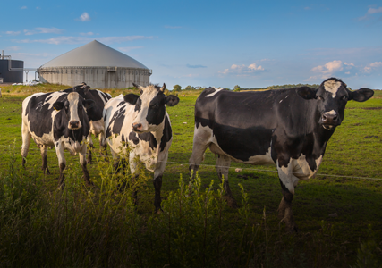 Biogas Digester Blowers